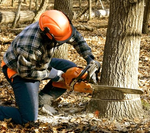 Tree Removal in Voss, TX